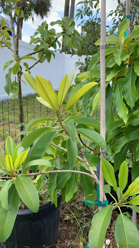 7FB3A717-5503-4F7C-AD0A-A3E693B985A6