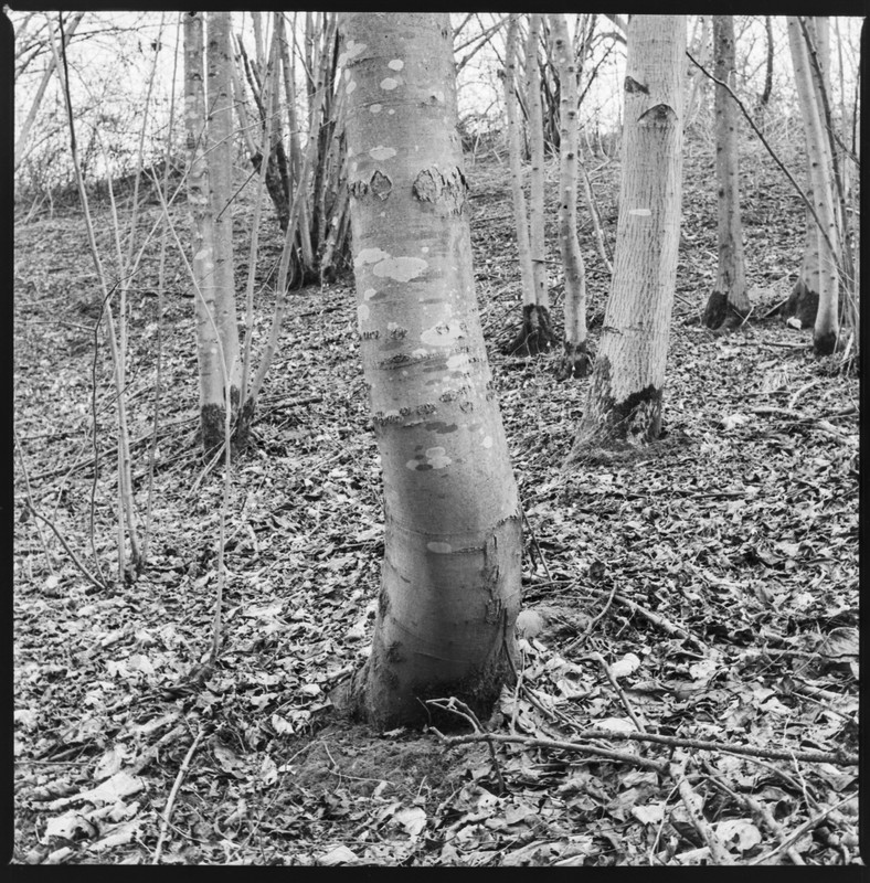 Zenza Bronica S2A_04mar2022_02 (1260x1280)