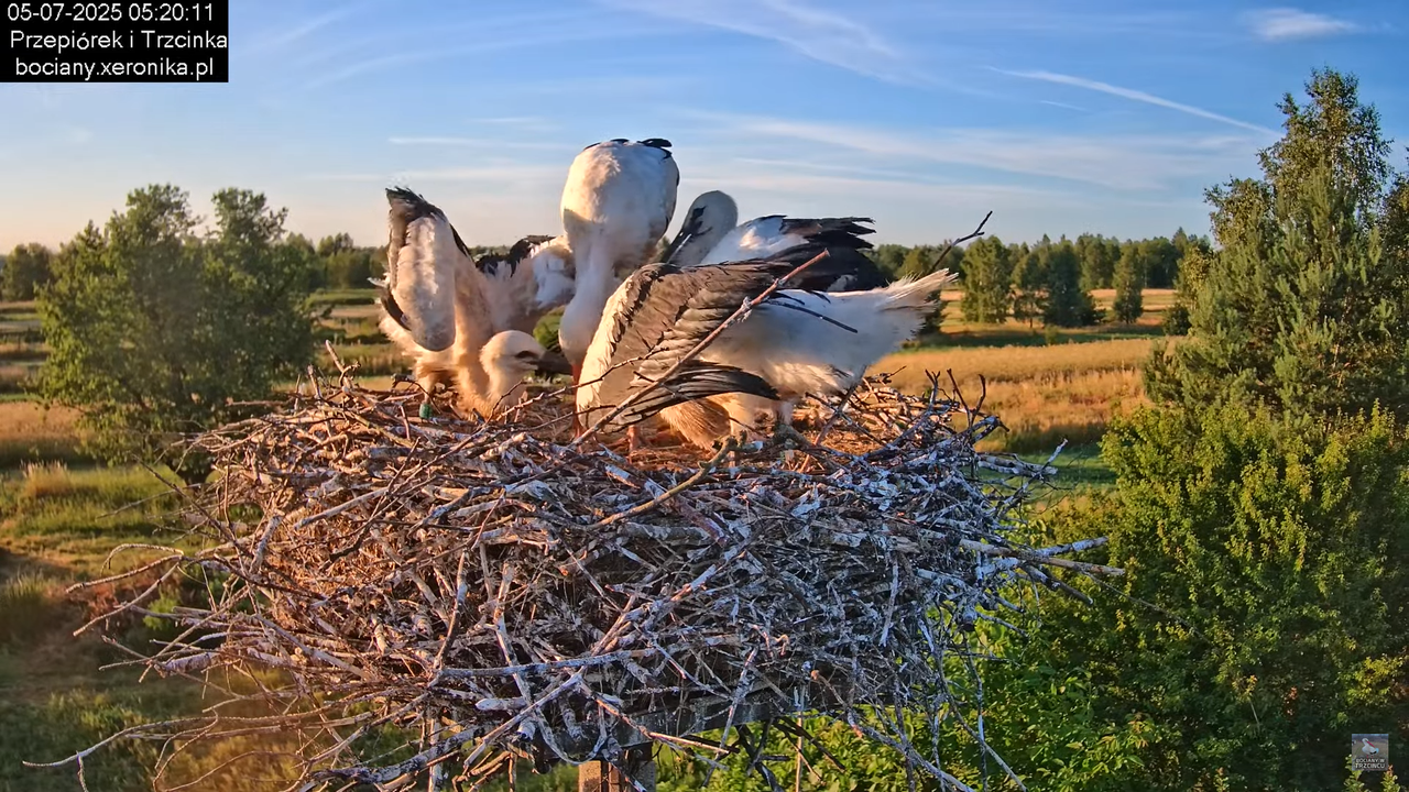 05072025bociany10