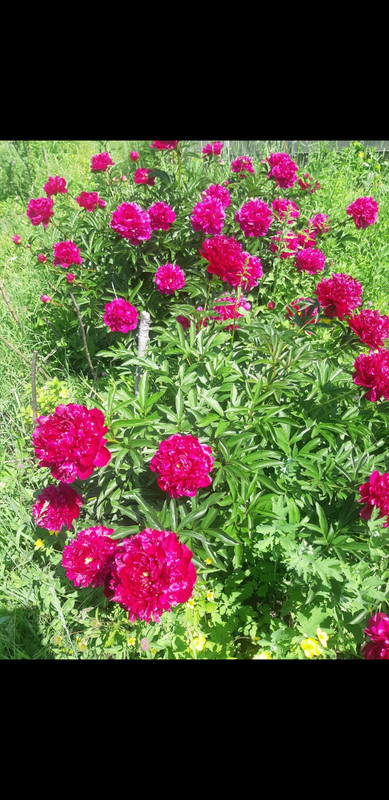 Screenshot_20230607-180724_Gallery