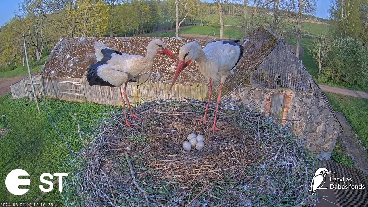 Baltie stārķi (Ciconia ciconia) Tukuma novadā - LDF tiešraide __ White storks in Tukums, Latvia 11-2