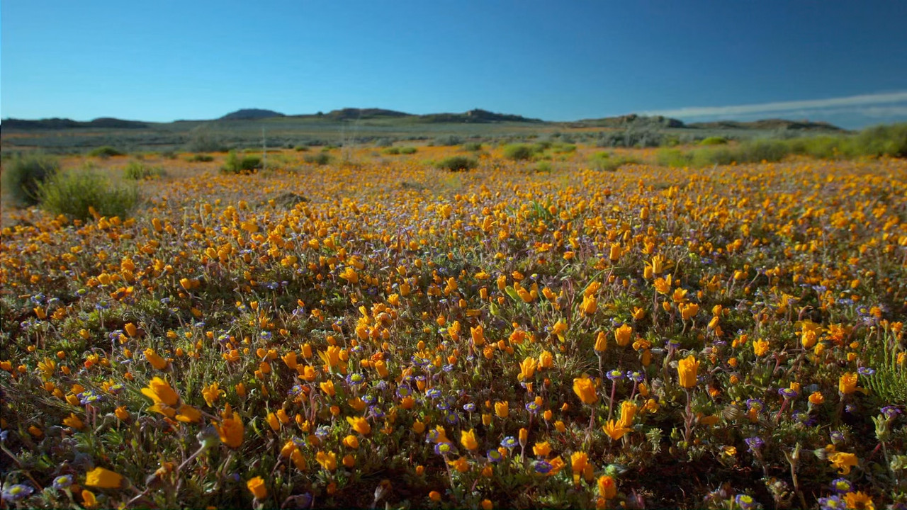 Planet Earth S01E07 Great Plains.mkv_snapshot_25.05_[2018.03.01_