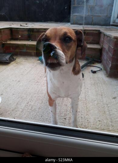 Perrita vendedora enamora en redes sociales