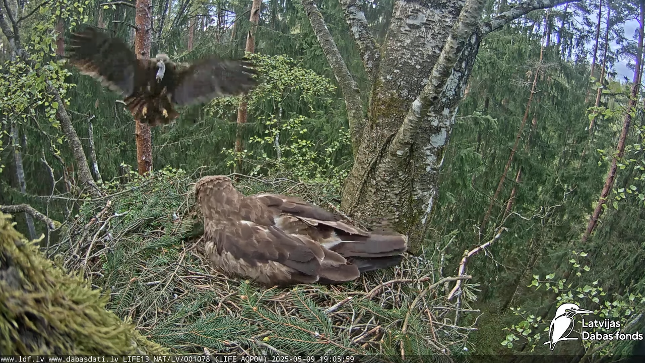 Mazais ērglis (Clanga pomarina), ligzda bērzā 17-9-54 screenshot