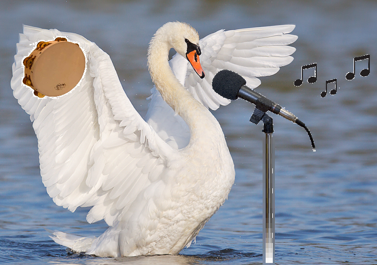 swan-song.png