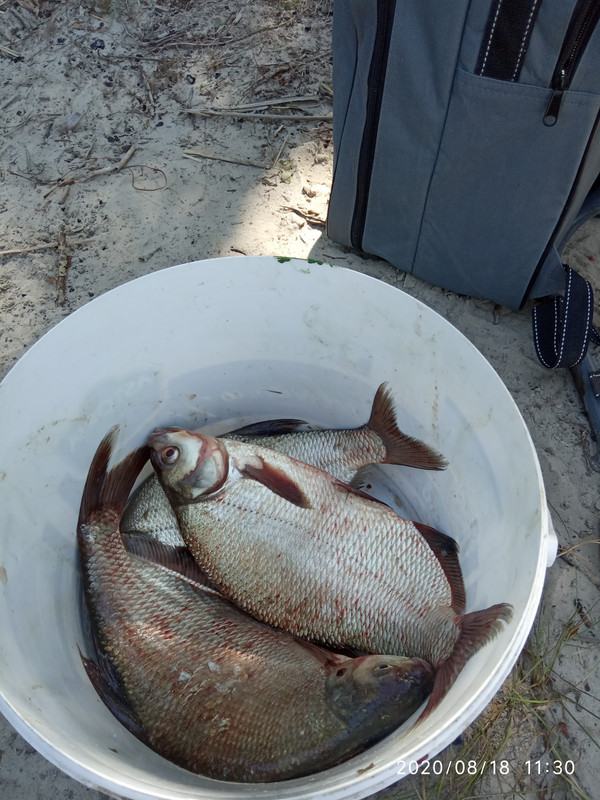 ночная рыбалка 17-18 августа 150