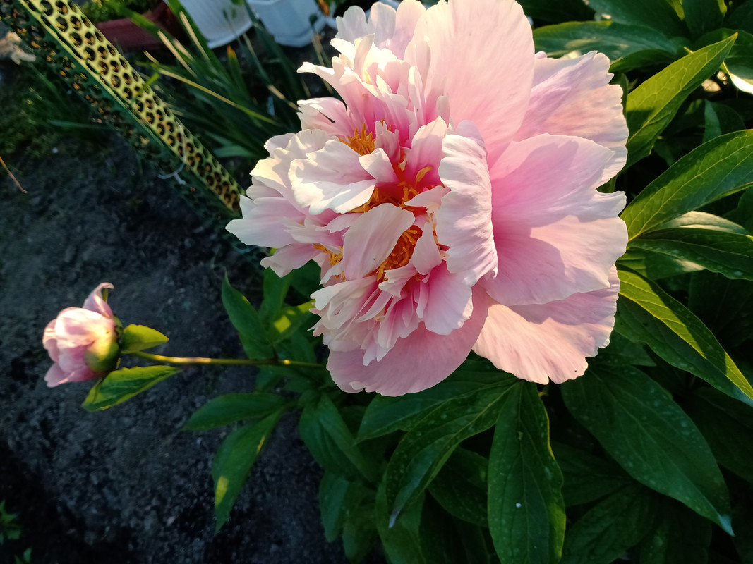 IMG_20230513_194451019