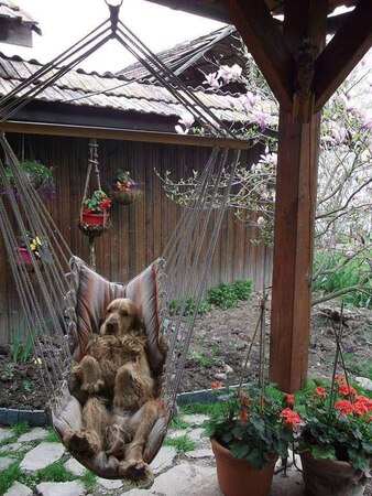 Fall-Dog-Hammock