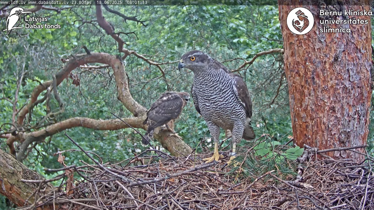Vistu vanags (Accipiter gentilis) BKUS teritorijā – 2. ligzda 9-31-33 screenshot