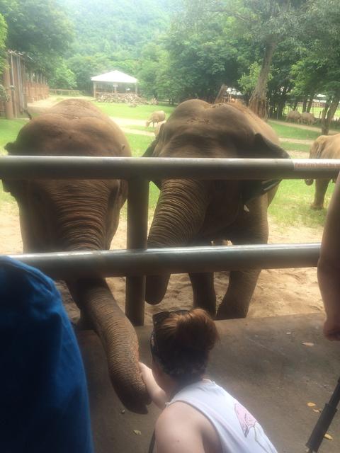 Visita a Elephant Nature Park - Nuestra primera vez en el Sudeste Asiático. Tailandia en Junio de 2018 (2)