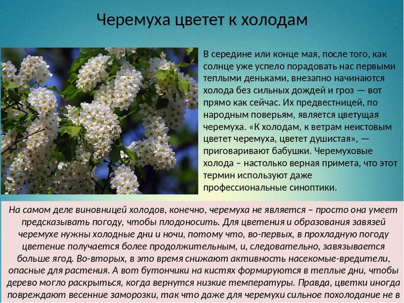 В каком месяце черемуха. Черемуха. Черемуха цветет. Черемуха дерево цветение. Черемуха цветет примета.