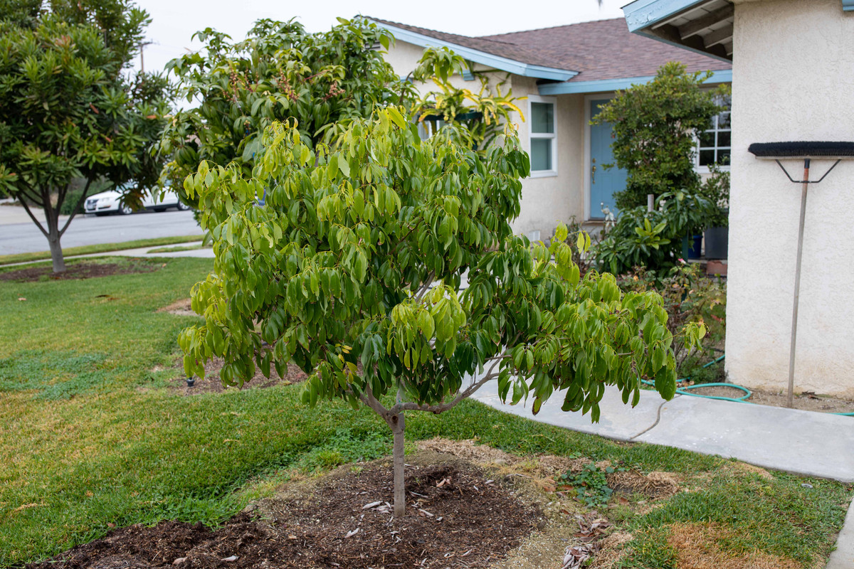 8U1A6985  Brewster Lychee Tree in Mid Winter (1-19-2022)