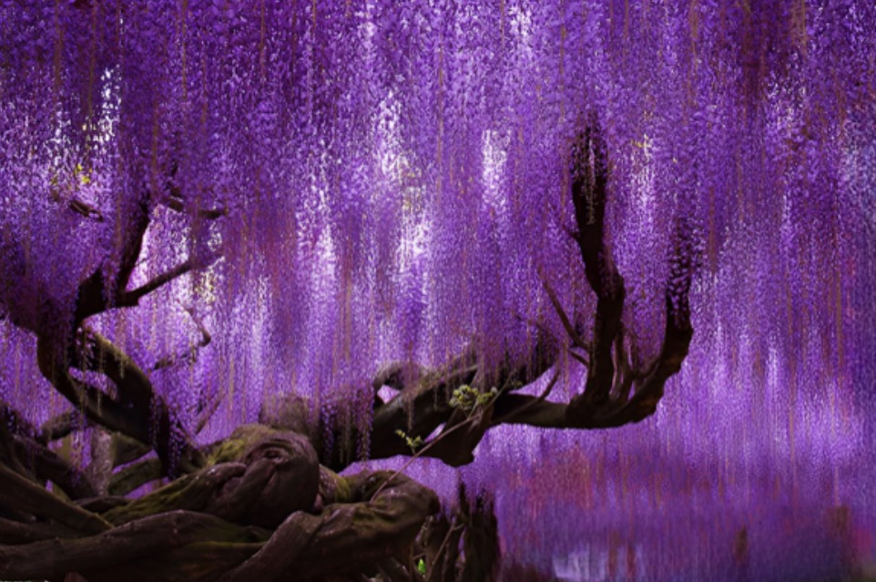 [Image: hafuji.png]