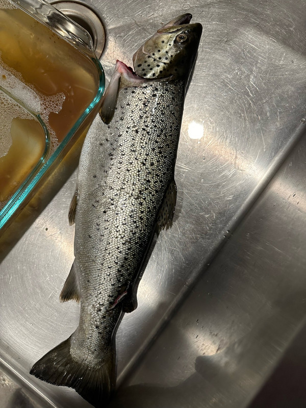 fish