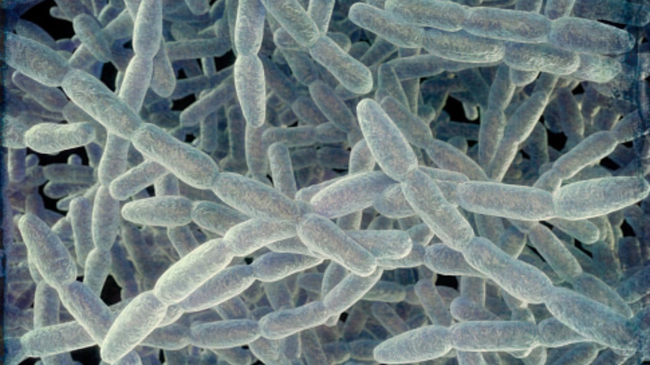 Misteriosas muertes en Argentina vinculadas a la bacteria legionella