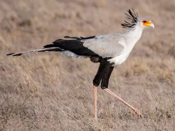 [Image: information-about-secretary-bird-9745-1-1707504700.webp]