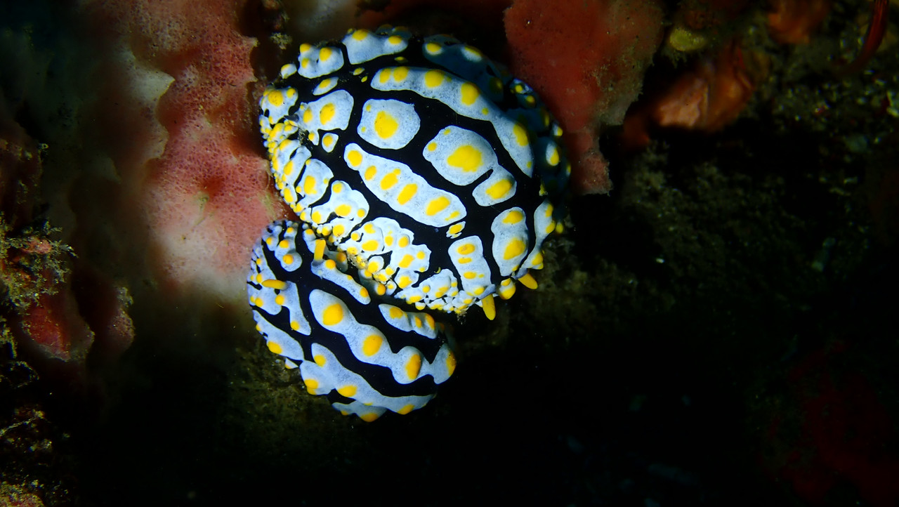 9A96A62D-9C39-4CBF-9CB7-1D771DA86C87