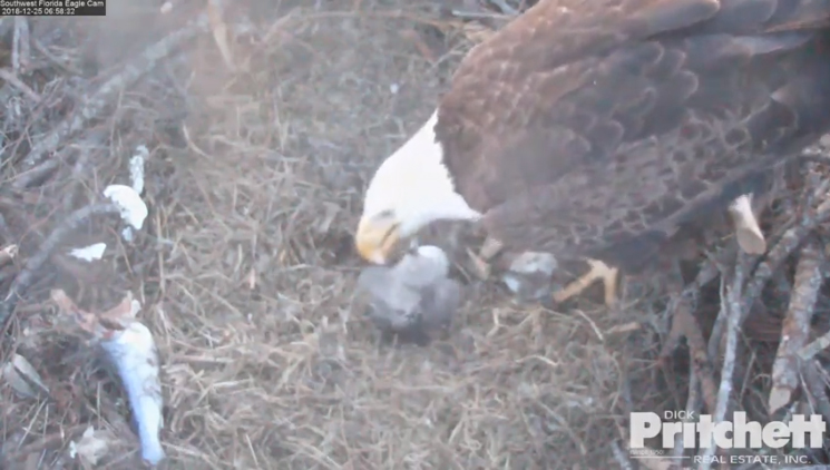 Harriet 20181225-04 copy