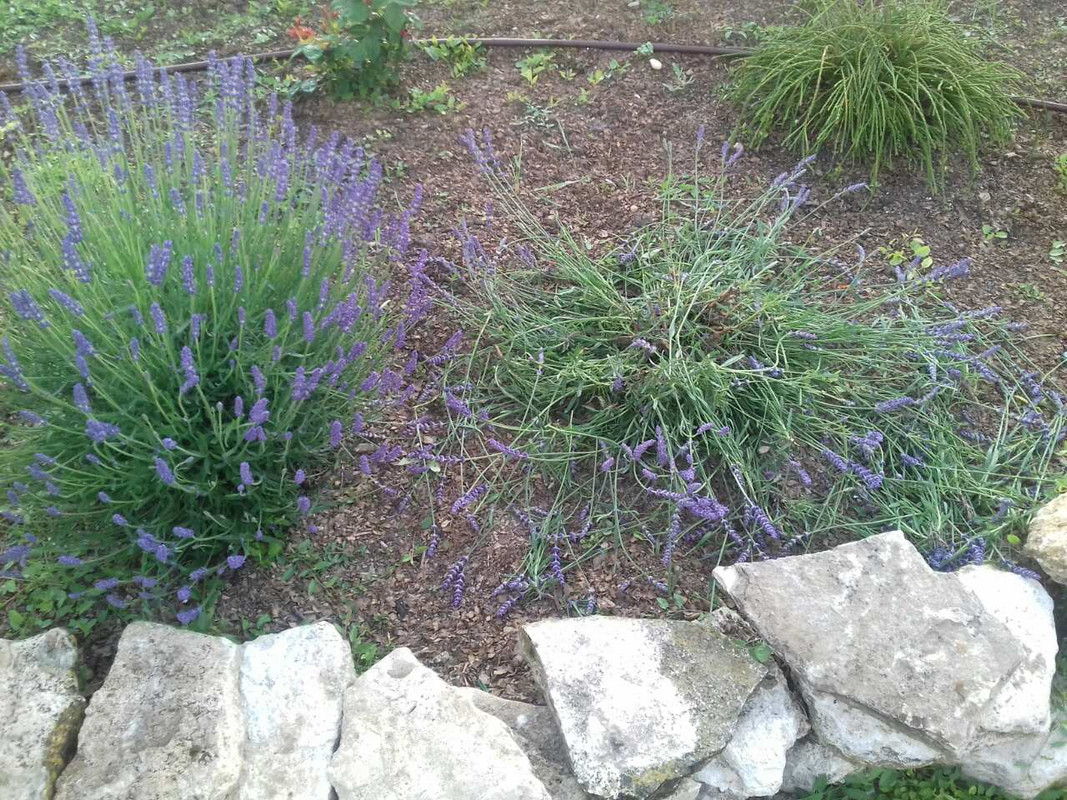 viber_изображение_2019-06-05_07-09-00