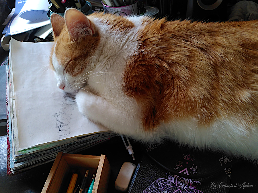 Chat endormi sur mon carnet à dessin