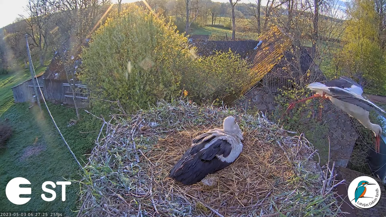 Baltie stārķi (Ciconia ciconia) Tukuma novadā - LDF tiešraide __ White storks in Tukums, Latvia 3-57