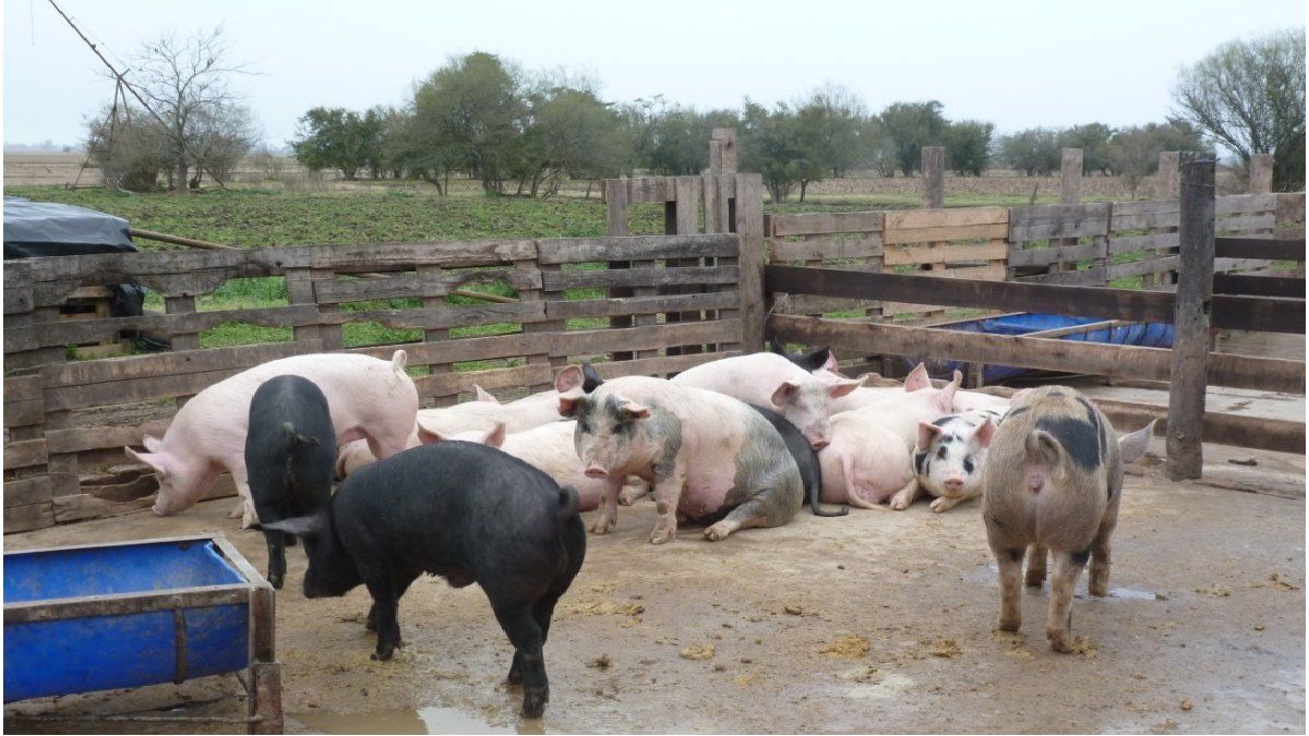 Hombre es asesinado, descuartizado y dado de comer a los cerdos en Uruguay