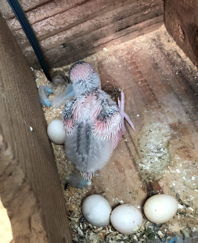 50BF4095-2B14-4F10-B8FA-29053636E4D0