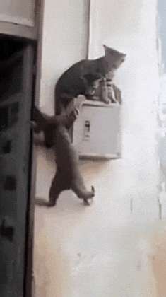 daily-gifdump-3410-29.gif