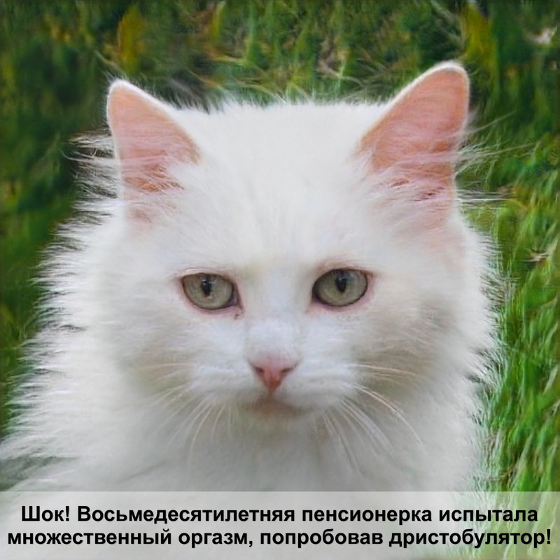 как правильно обрезать когти кошке