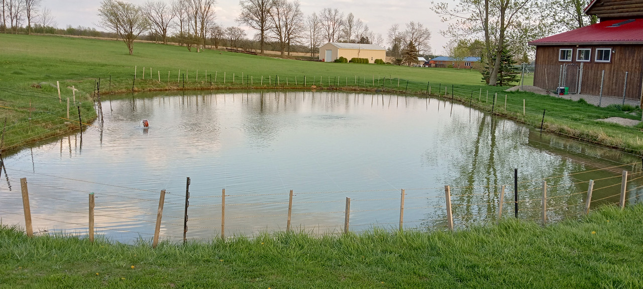 trout pond bird proof