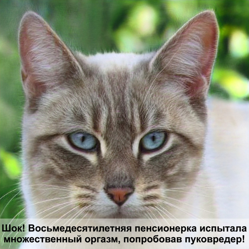 диетический корм для кошек