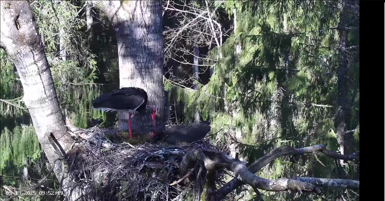 Ekrānuzņēmums 2025-05-13 095320