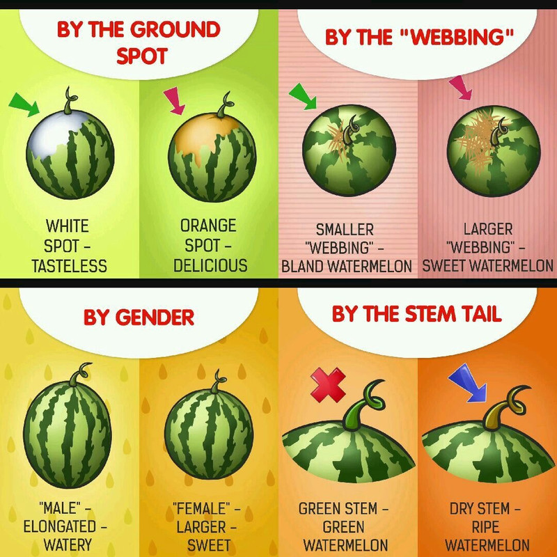 YSK how to pick a ripe, sweet watermelon