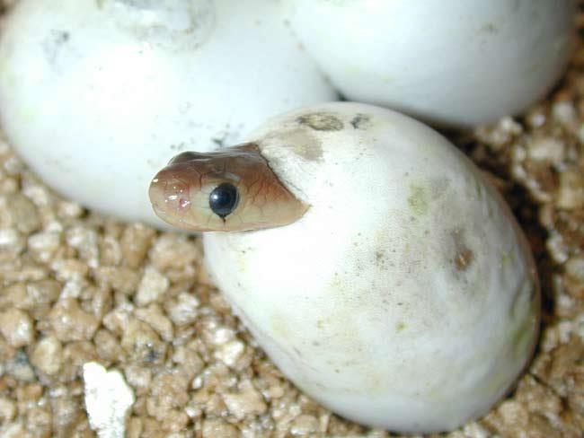 snake-egg