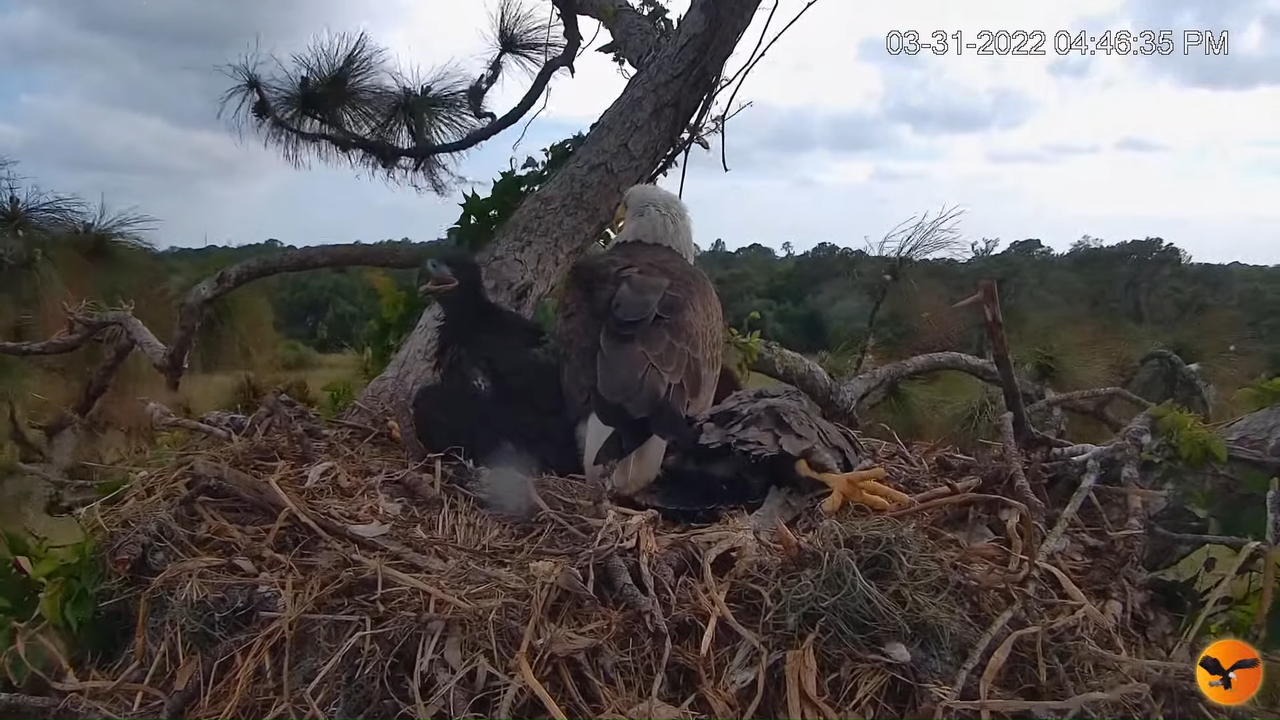 EC Nest Cam 4-11-24 screenshot (1)