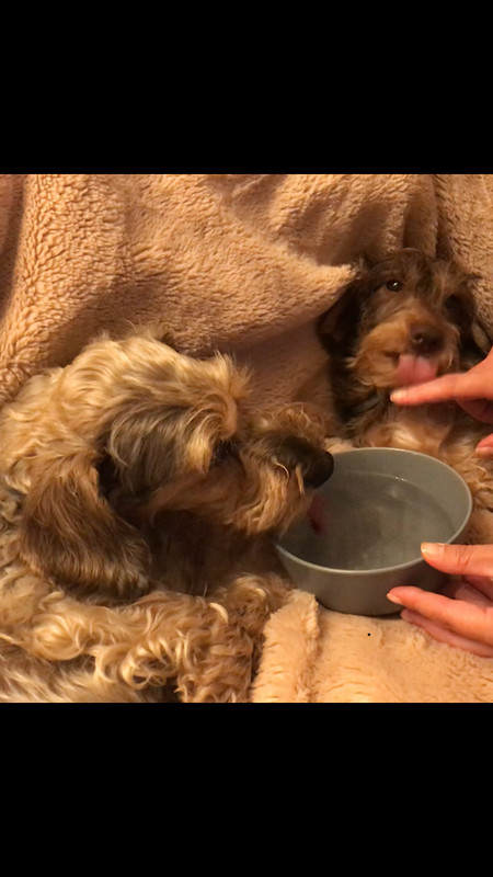 [Image: E619-BBAE-B522-43-BC-8647-FF76-B9-D0-B553.jpg]