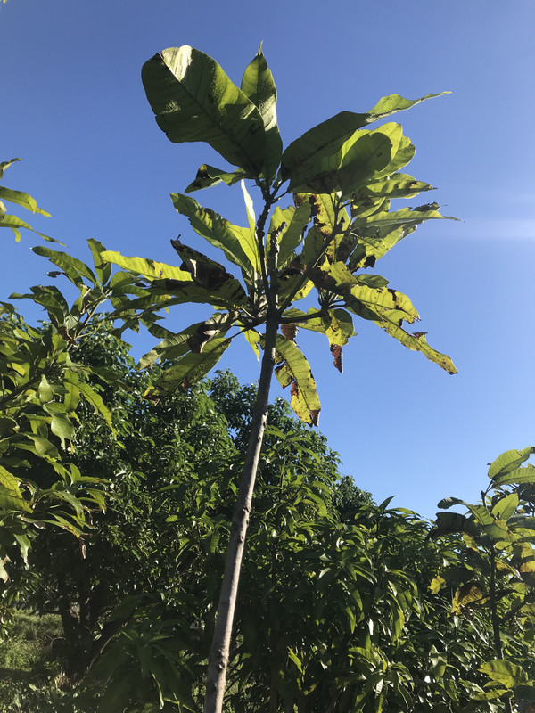 FFMangoes4