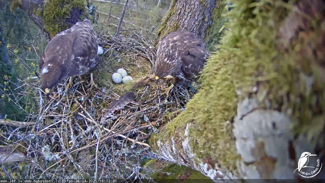 Melnās klijas (Milvus migrans) Kurzemē_ peļu klijāni (Buteo buteo) 15-13-1 screenshot