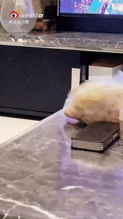 daily-gifdump-3375-22.gif