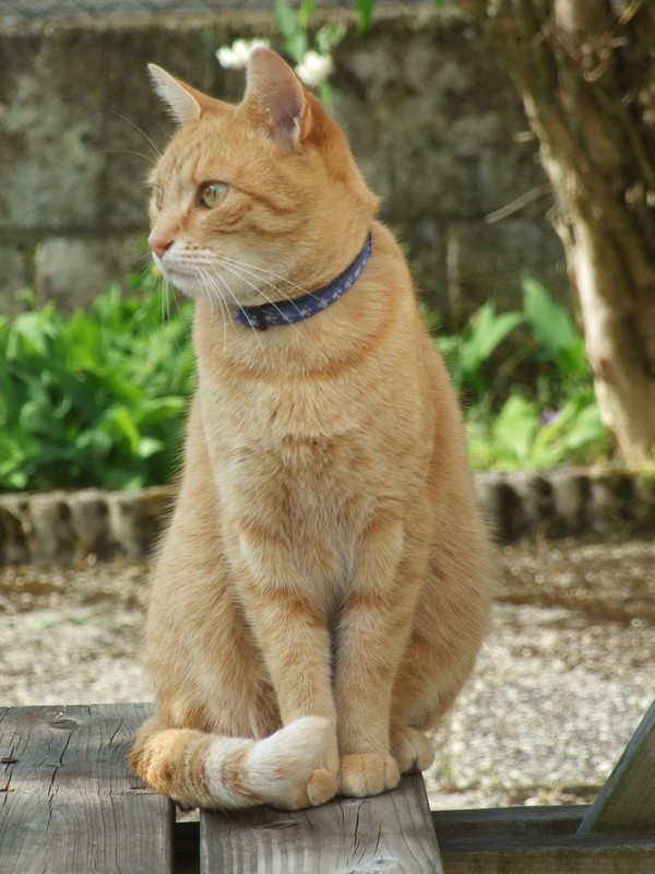 [Image: Mistral.jpg]