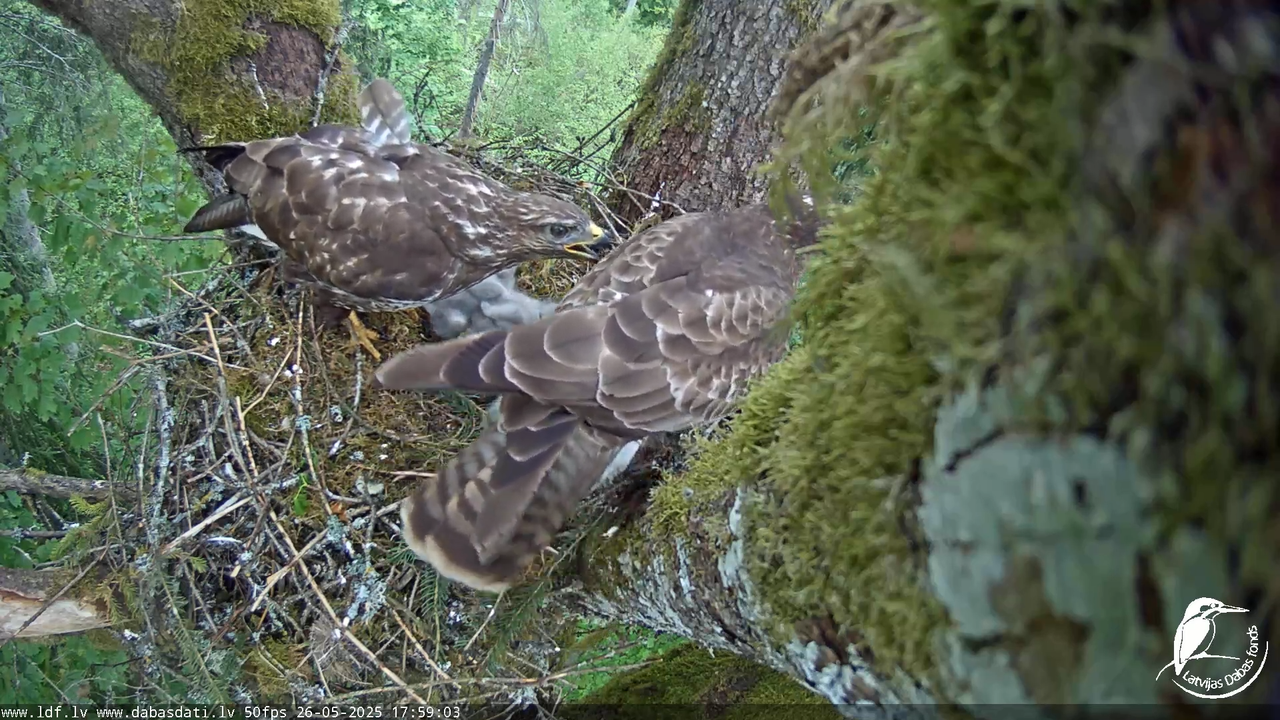 Melnās klijas (Milvus migrans) Kurzemē_ peļu klijāni (Buteo buteo) 13-2-8 screenshot