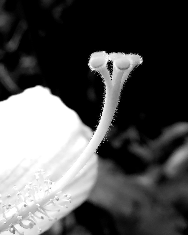 IMG_0860-IBISCUS (detail)_1