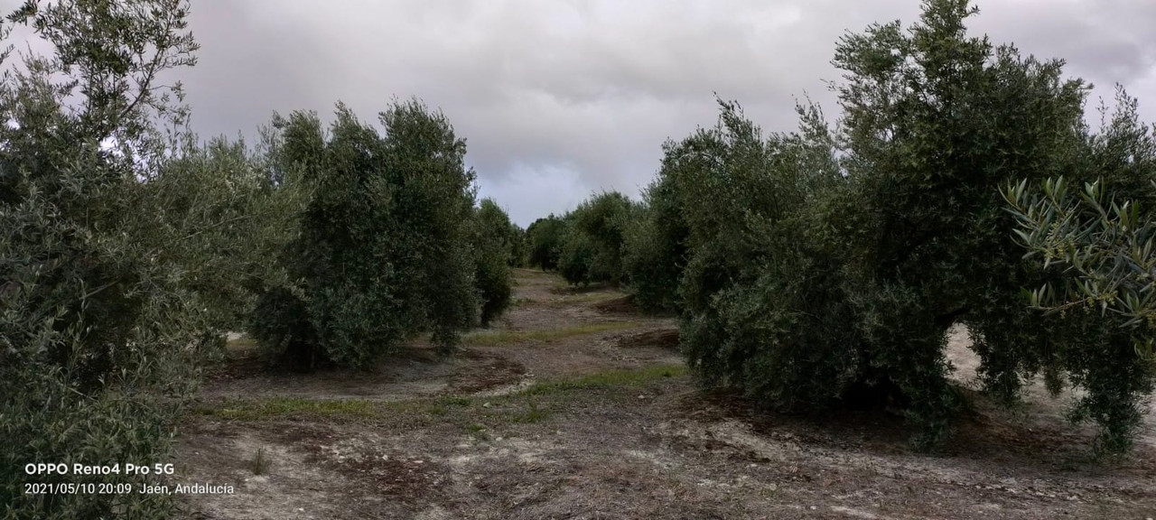 Seguimiento evolutivo finca de secano en Jaén - Página 3 PHOTO-2021-05-10-20-13-04-3