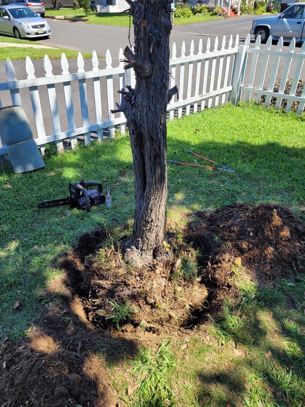 Tree removal moat  c 20210902