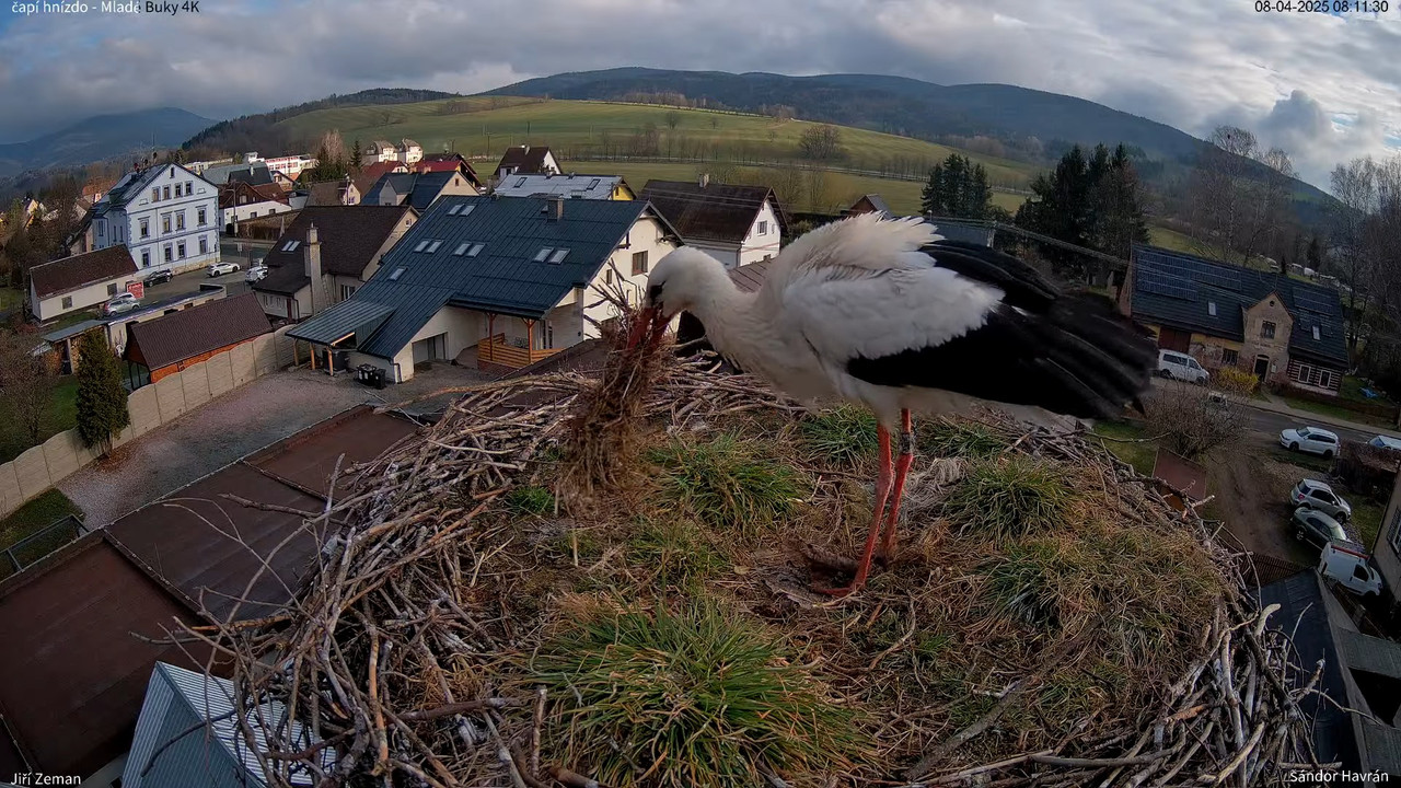 Tiešraides kamera — Mladé Buky — stārķa ligzda 4K 9-59-4 screenshot