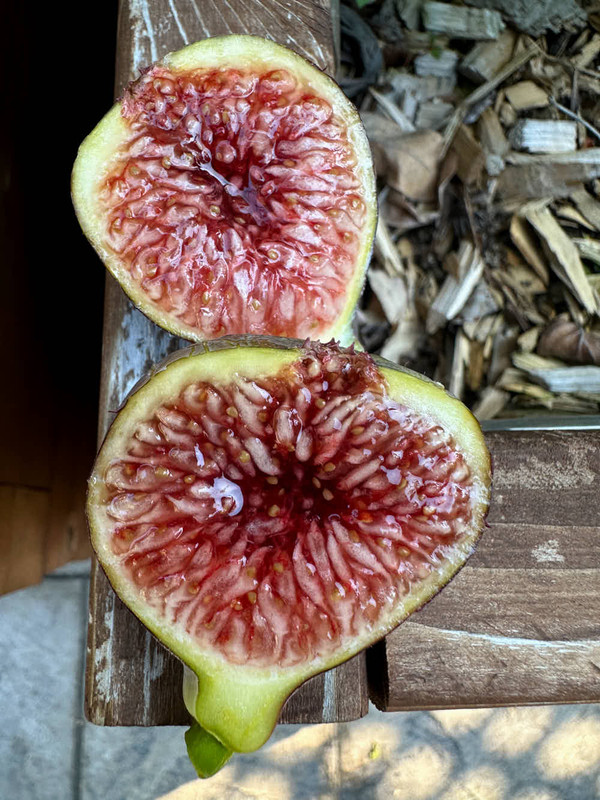 figs-29.jpg
