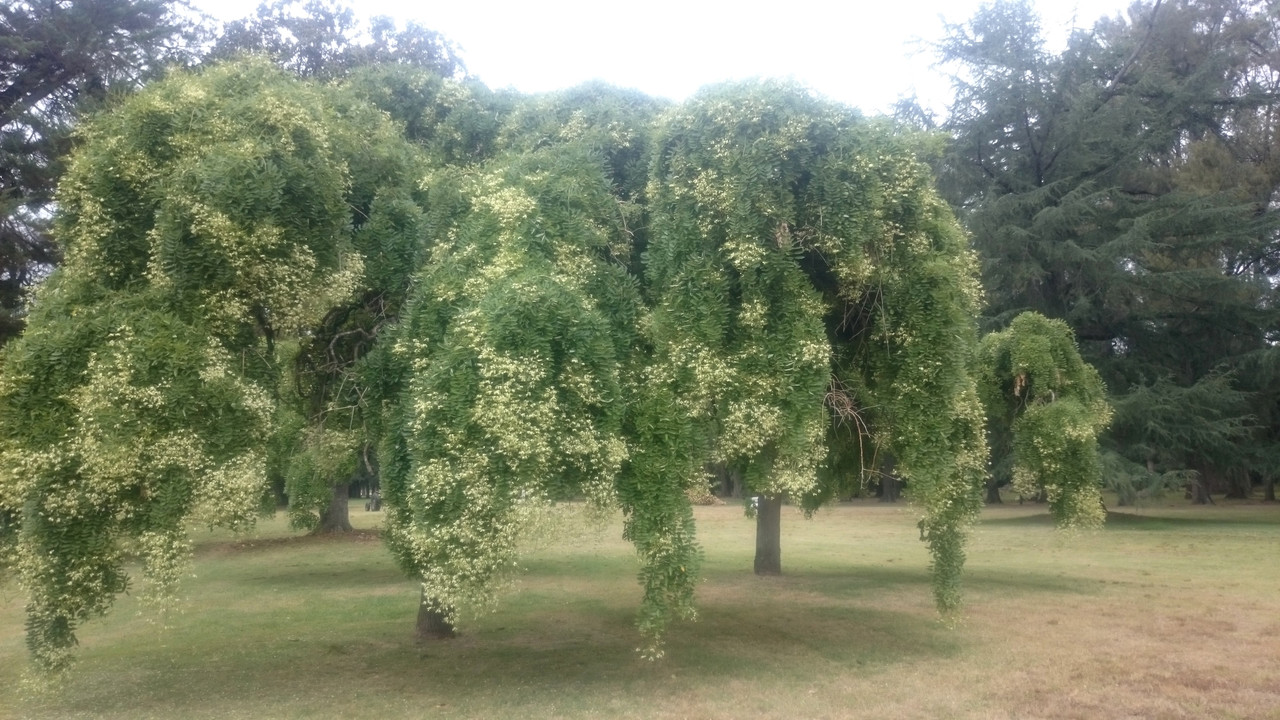 Аргентина (29)