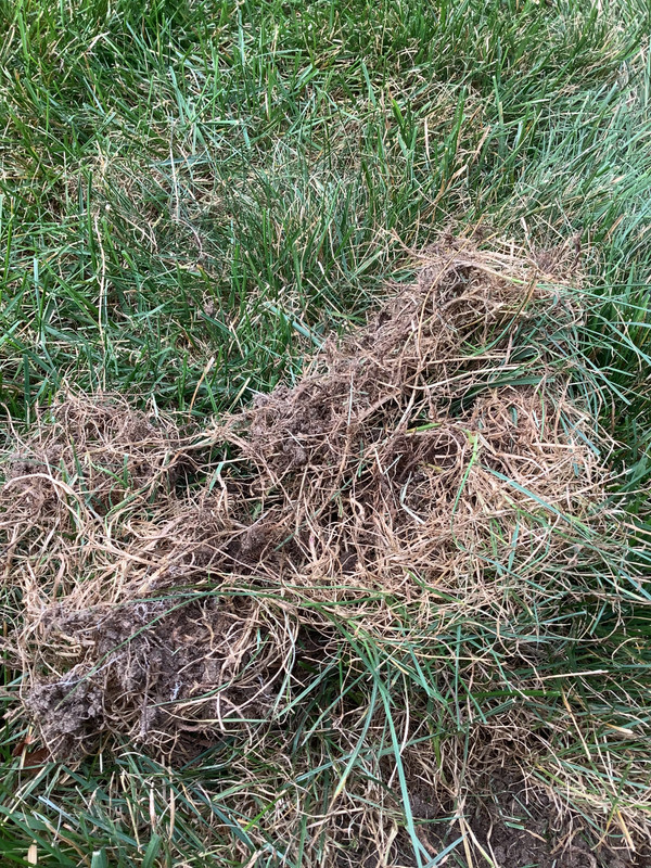 Thin roots - grubs & ants? | Lawn Care Forum