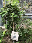 photo-iherbalgarden-3rd-034