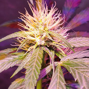 IMG-20200714-154158-290